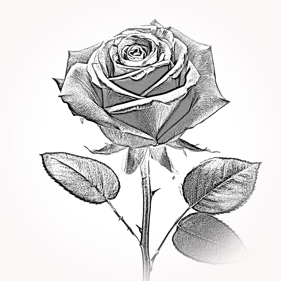 Rose 3